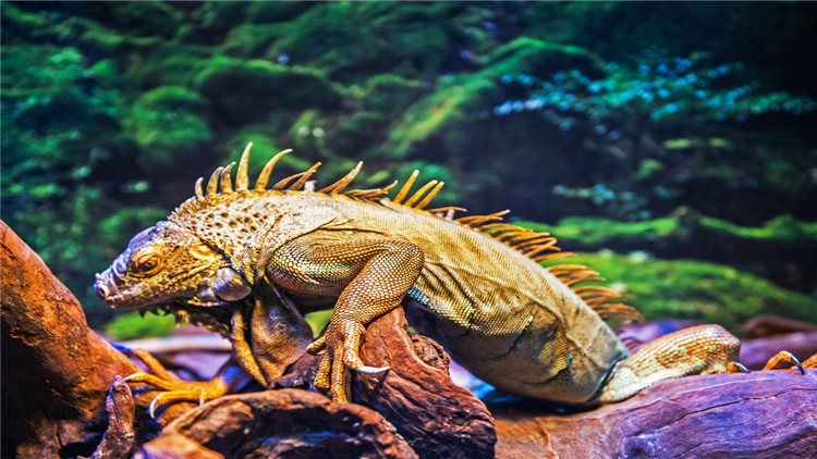 绿鬣蜥奄奄一息,绿鬣生病了