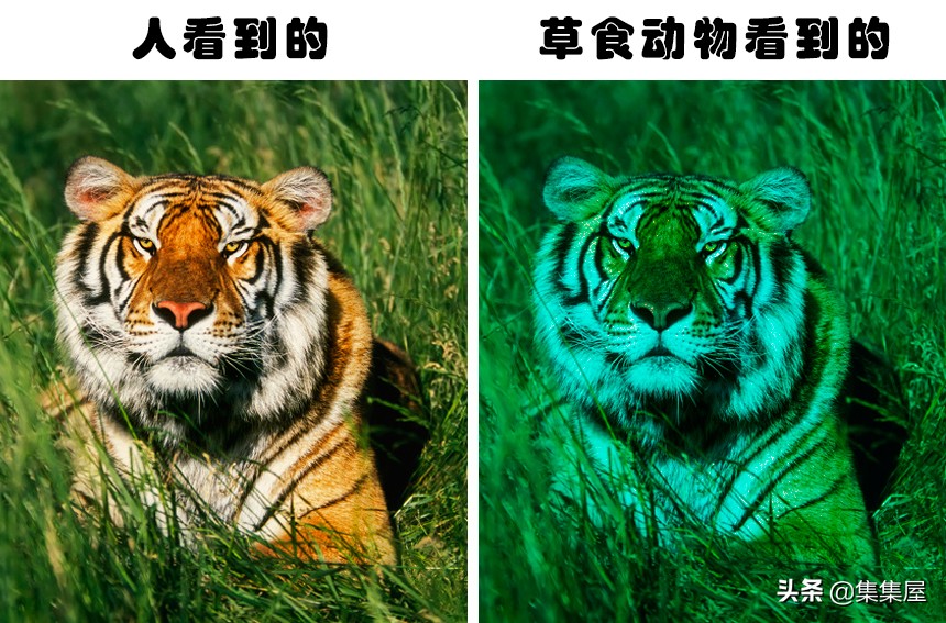 学习动物的基本知识,关于动物的20个问题