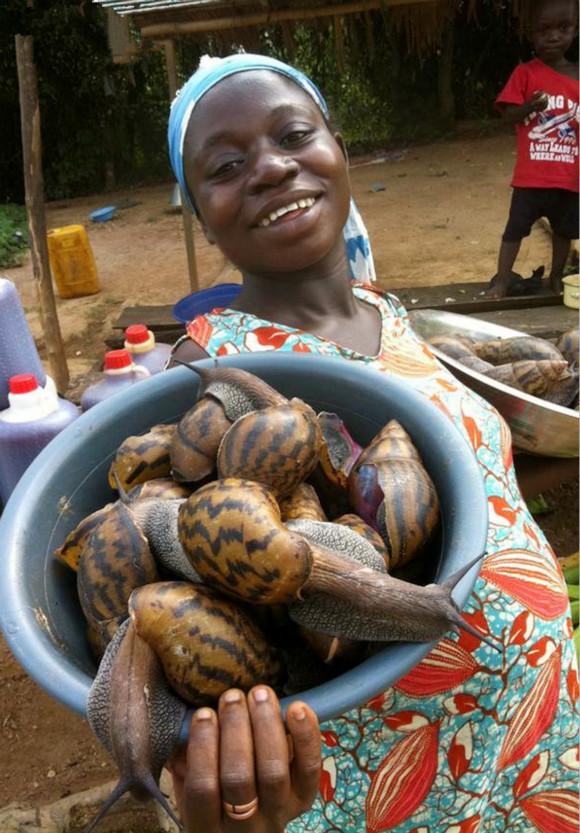 非洲野味入侵全球:在这种巨型蜗牛面前,中国吃货根本拽不起来