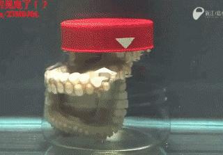 拟态章鱼科幻般伪装全过程,顶级伪装大师拟态章鱼