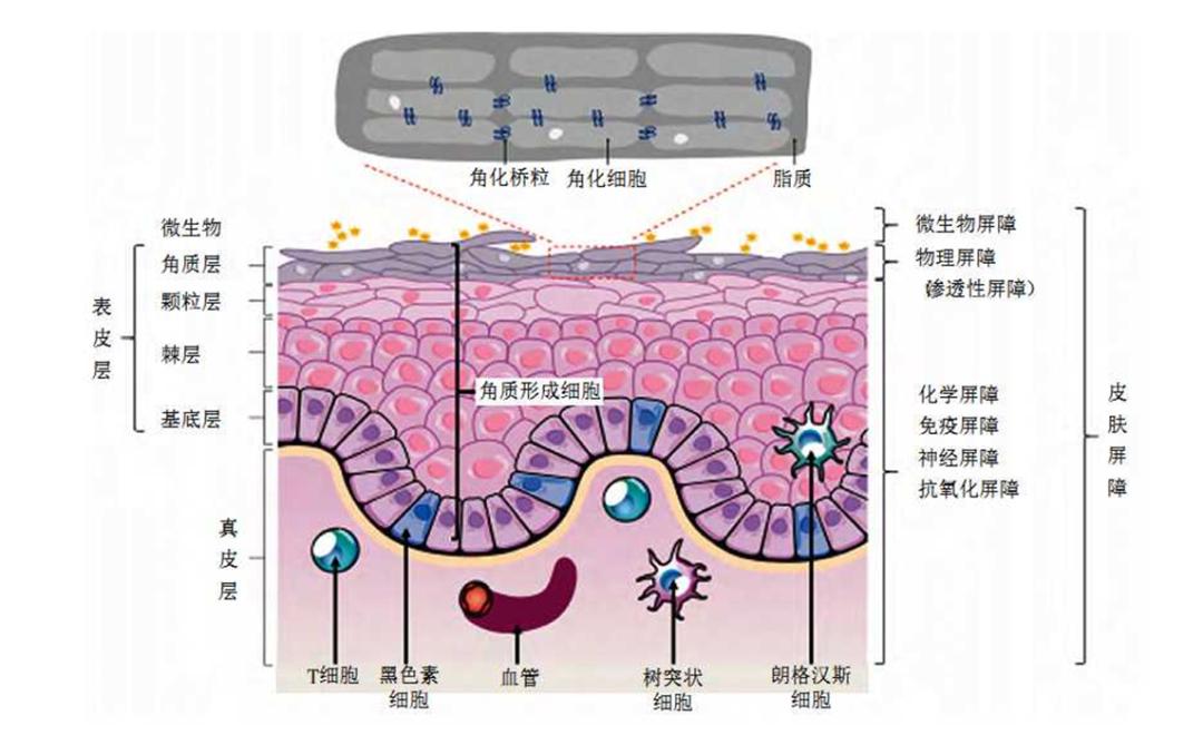 修护肌肤屏障药妆,修护皮肤屏障角质层护肤品测评
