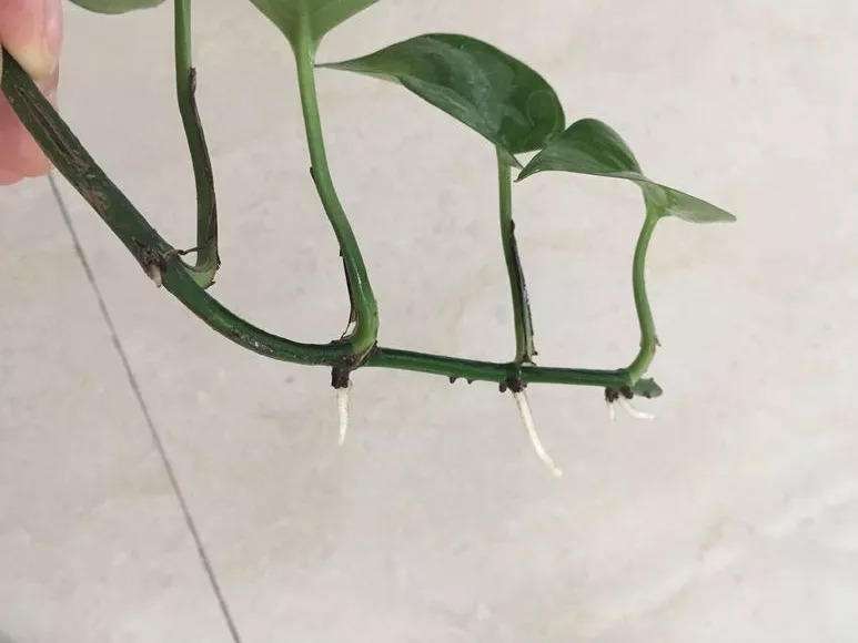 用什么方法能使绿萝快速生根,如何促进绿萝气生根
