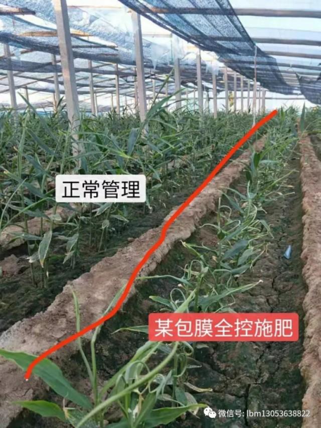 种姜用哪种肥比较好,种姜中期施肥
