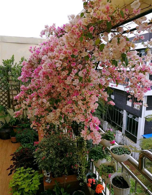 三角梅怎么养成瀑布,三角梅长成瀑布需要多大的盆