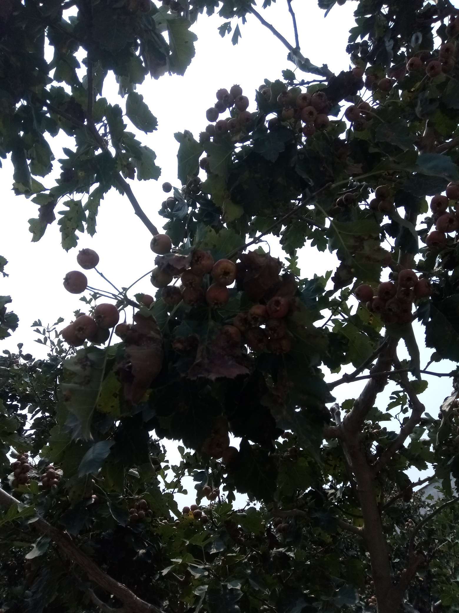 山楂树有什么病虫害如何防治,山楂树已经有锈病怎么治