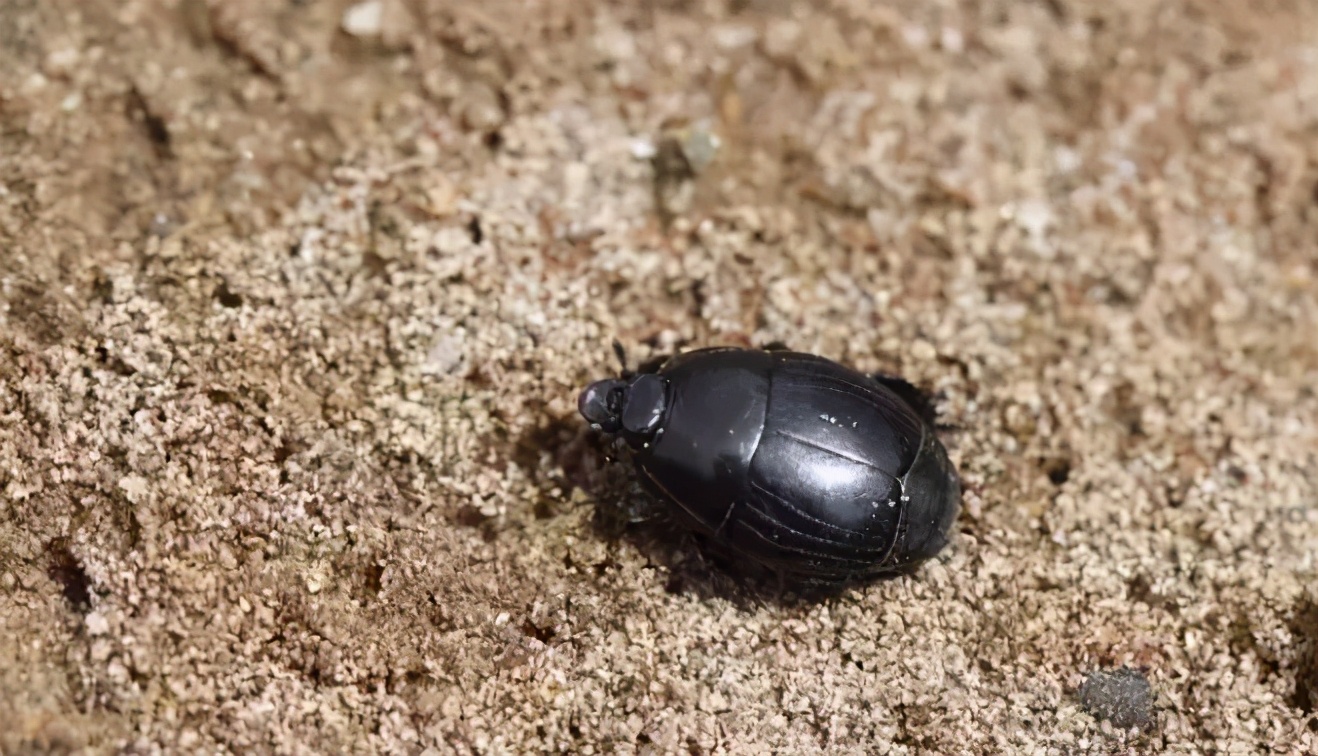 苍蝇的天敌和食物,苍蝇以粪便为食