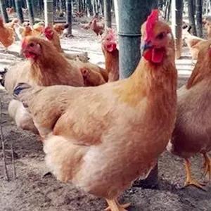 美国火鸡有多重,美国火鸡又大又肥