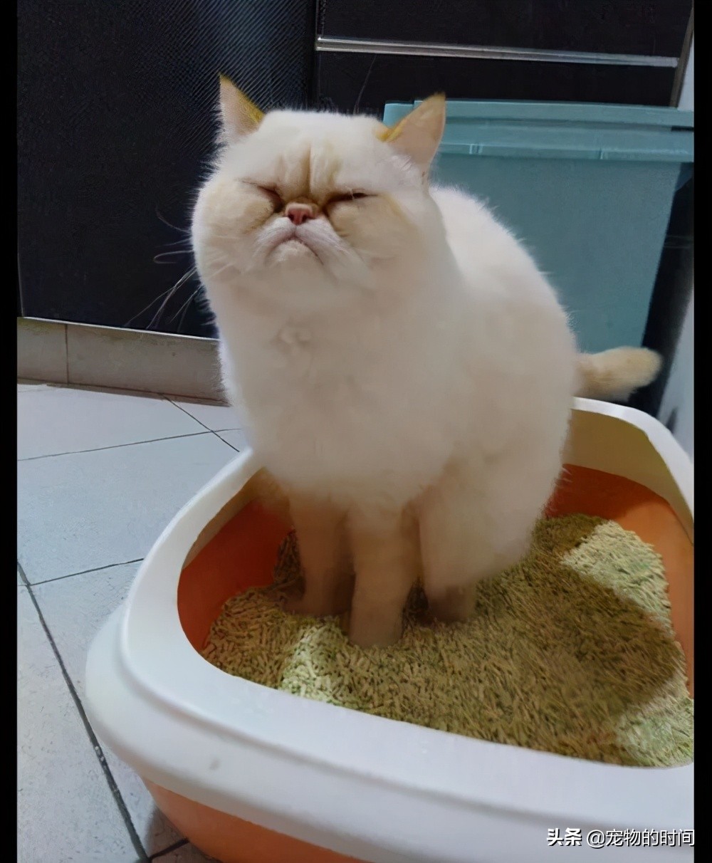 为什么你的猫不会咬你,为什么你的猫不喜欢叫