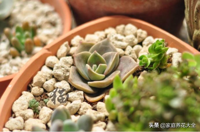 多肉不长根怎么办小妙招,多肉怎么快速养粗老桩