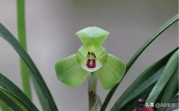每日一品～中国兰花～春兰茗品～美芬荷
