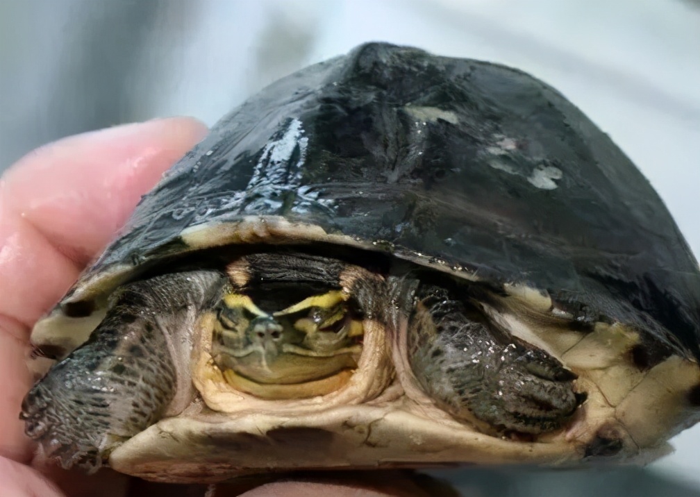 龟类纪录片,龟类图片