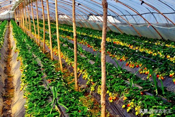 茄子掉色怎么回事啊,种植茄子掉色是什么原因