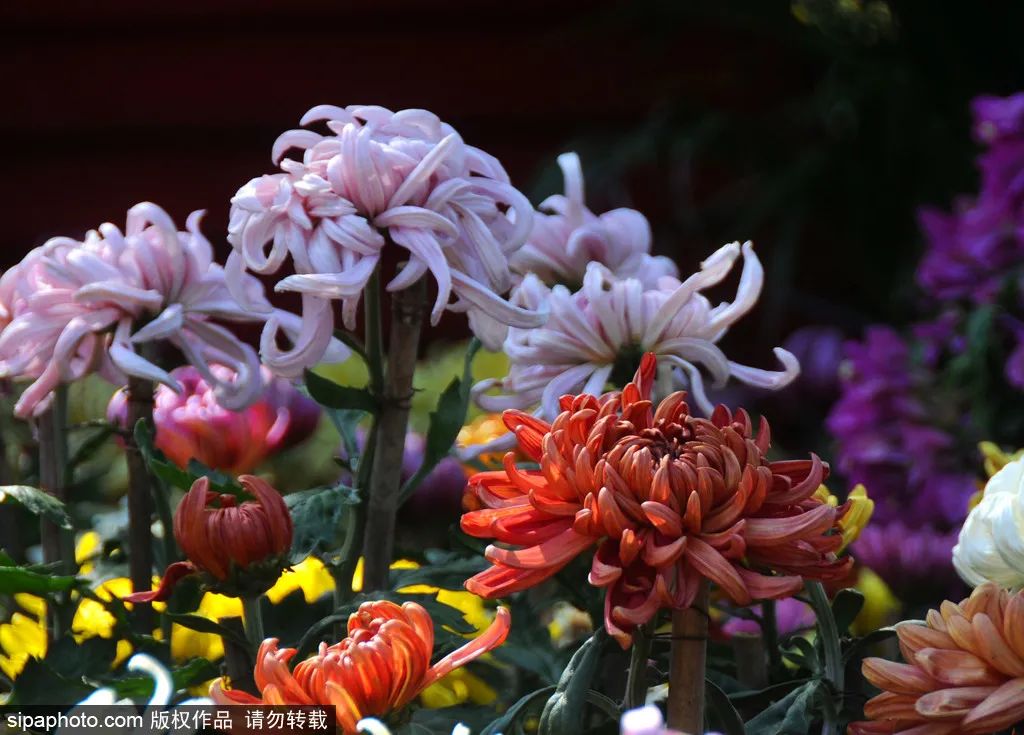 别错过京城这些公园已有别样风景,北京看花海最好的地方