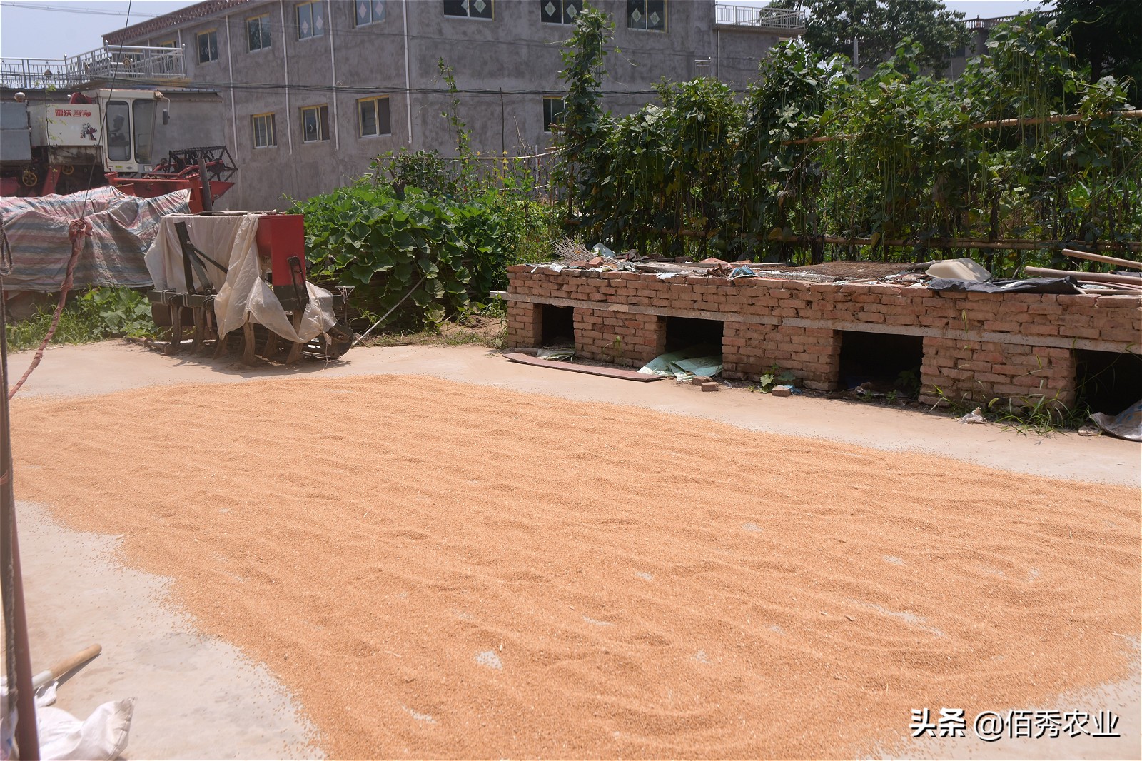 粮食得了病害,农村粮食浪费现象有哪些