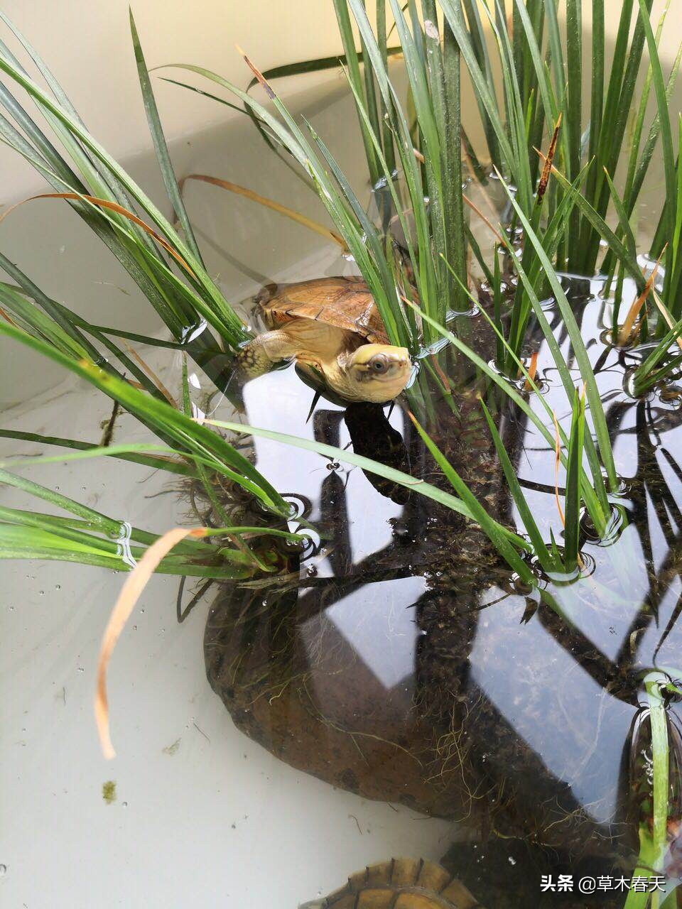 黄喉什么时候开始发色,黄喉小青发色龟粮