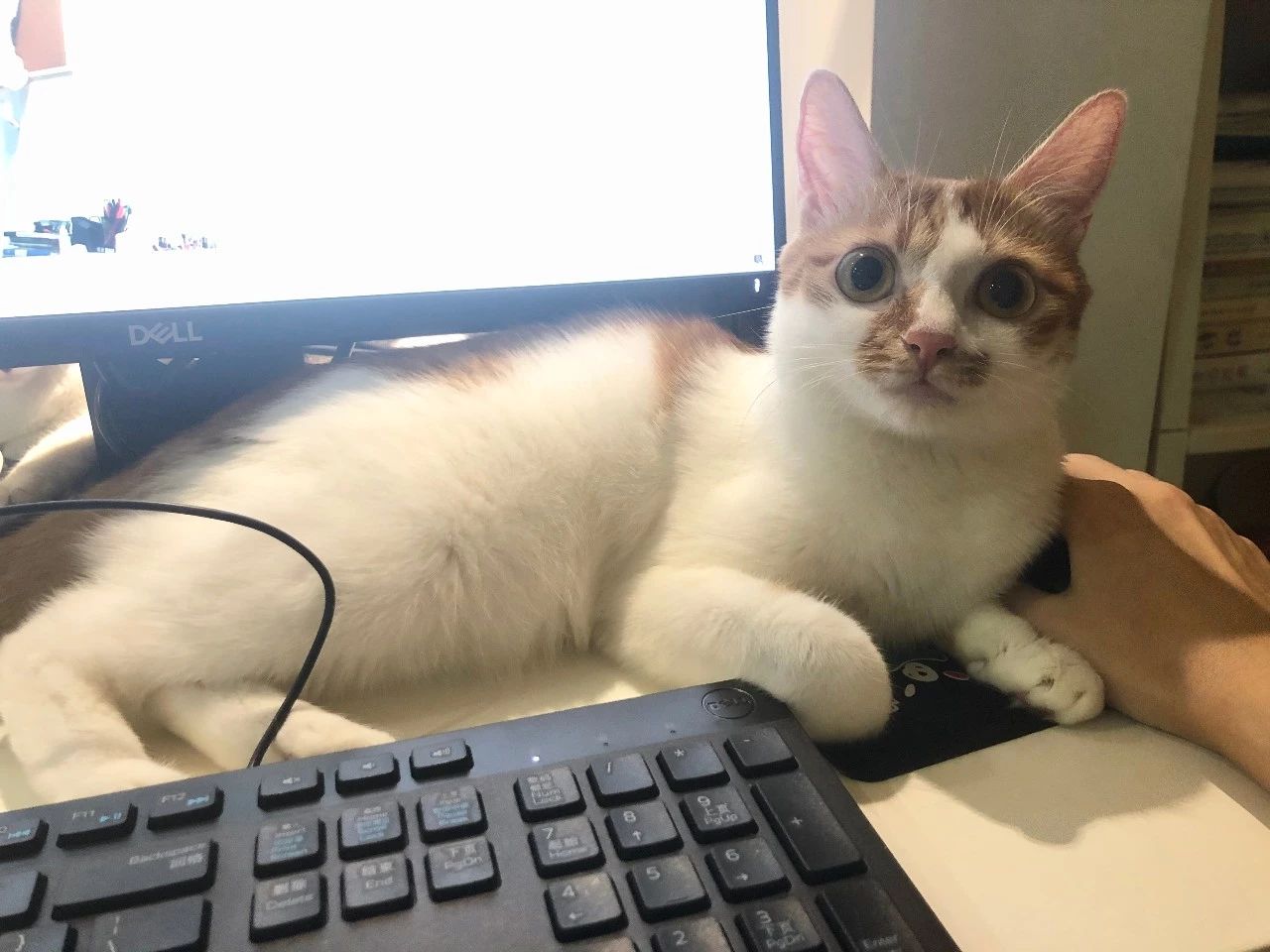 猫咪原发性膀胱炎需要用抗生素吗,关于猫特发性膀胱炎