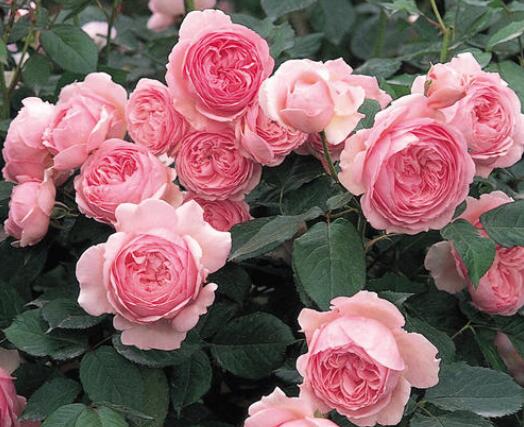 多季节开花勤花期长的藤本月季,藤本月季粉色龙沙宝石