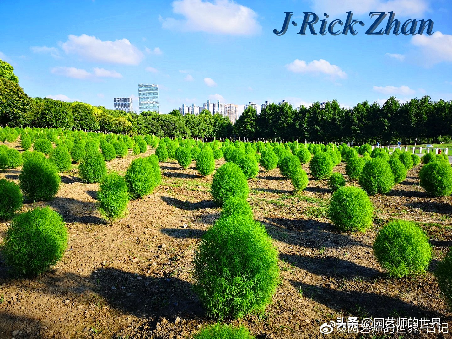 红色地肤草的种植方法,红地肤怎么养