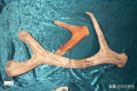 鹿茸的效用及饮用方法,鹿茸每日吃多少克