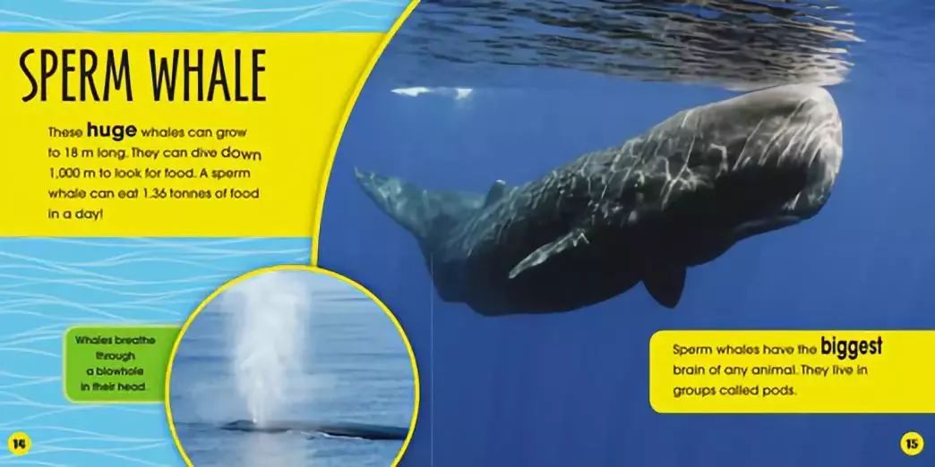 孩子一周的阅读计划,东方娃娃小班绘本阅读