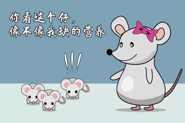 走近科学鼠王,走近科学之消失的巴士