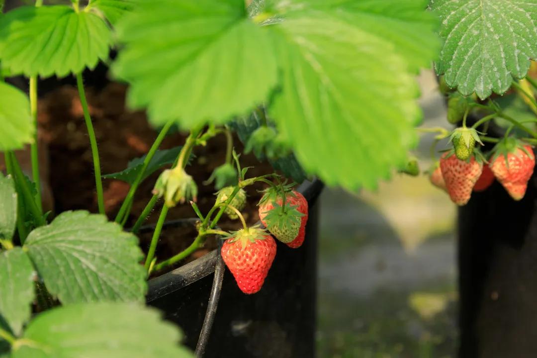 妗愪埂鍚堟偊姹熷崡骞哥鐢熸椿,妗愪埂鍚堟偊姹熷崡鏃呮父鏀荤暐