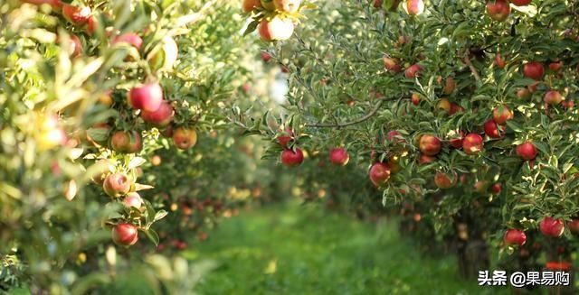 南非小钻石,南非小苹果图片