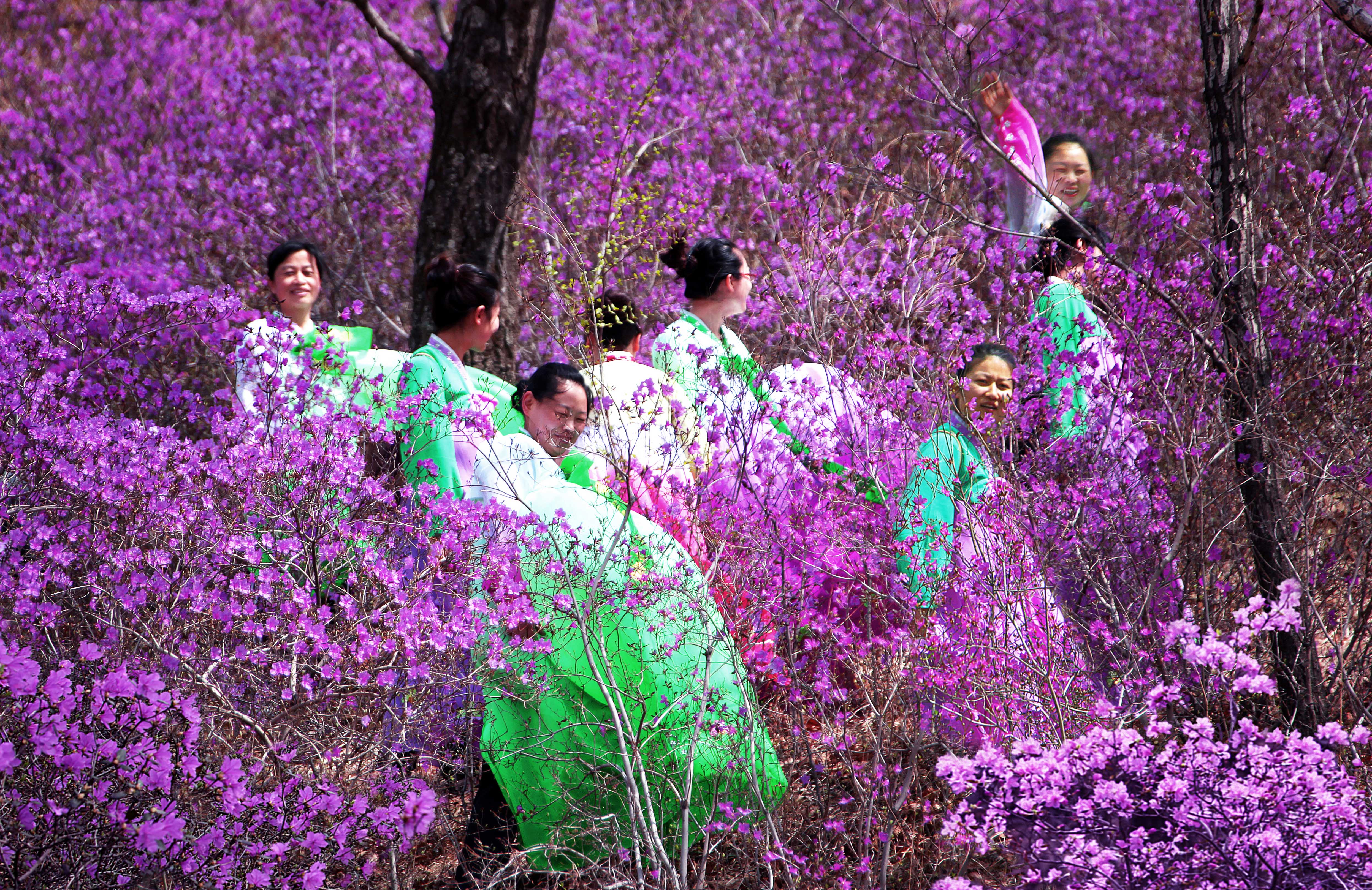 东北山野菜桔梗,桔梗药食同源
