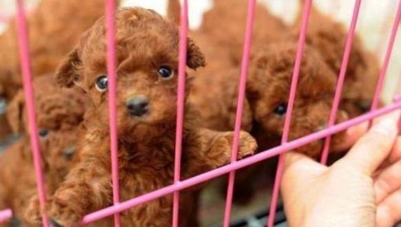 一窝狗怎么挑选狗王,一窝狗里怎么挑厉害的一只