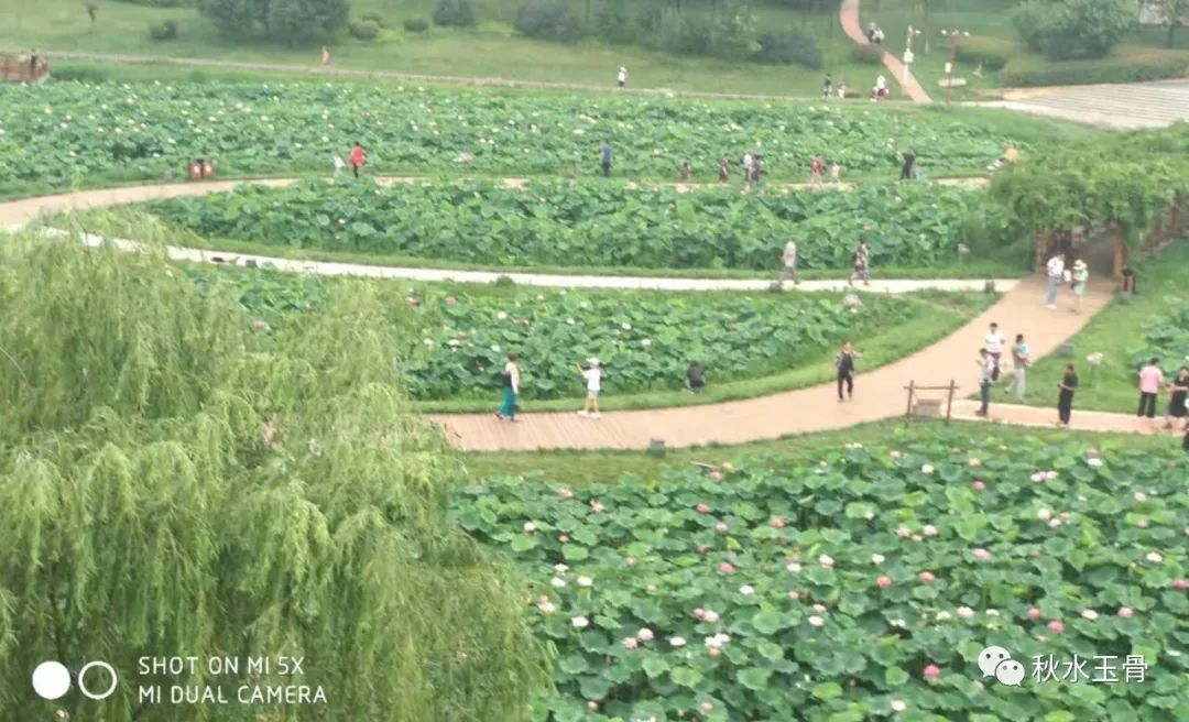 女教师作家秋水美文《来千里荷塘赴一场盛宴》