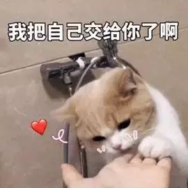 猫咪的尿道阻塞到底是什么？