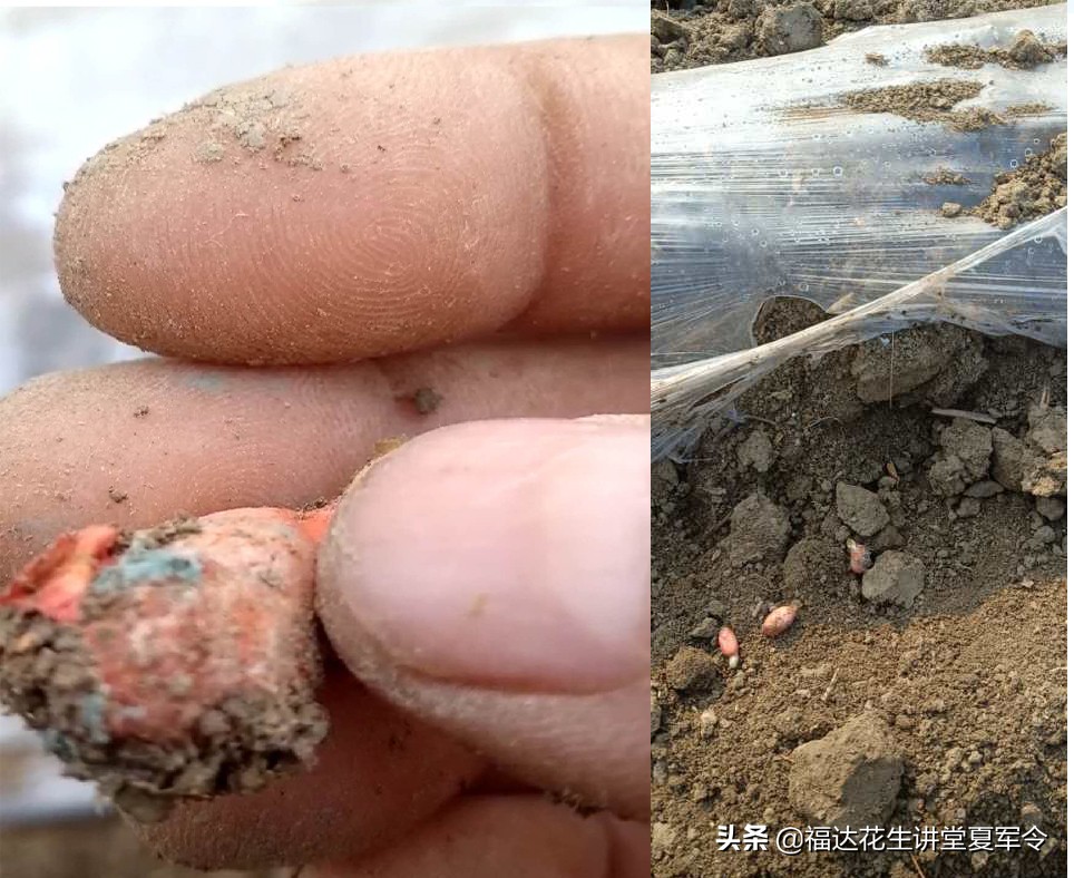 花生高产种植与管理,花生壮苗