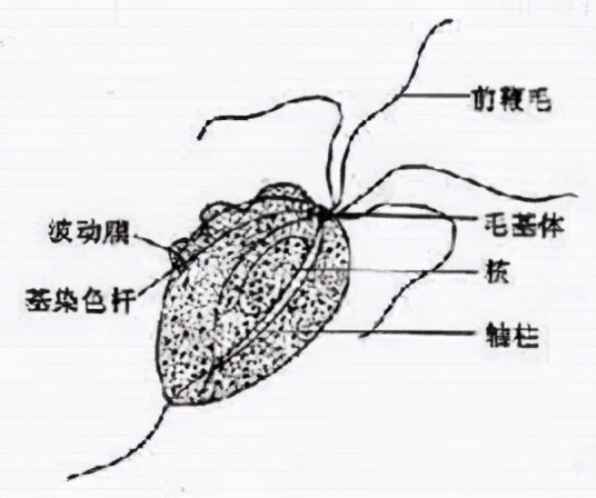 各种阴道炎的症状你都知道吗,请问医生阴道炎有哪些症状