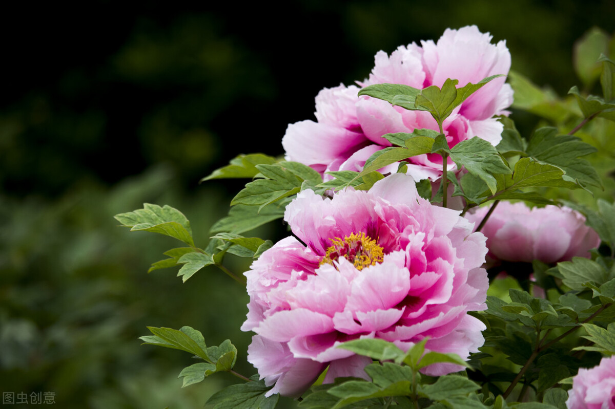 幸福标志图片大全,幸福人家的意思
