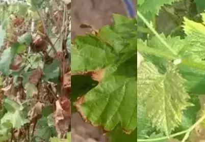 刚长出葡萄叶片发黄褐色斑点,葡萄叶片发黄可以用磷酸二氢钾吗