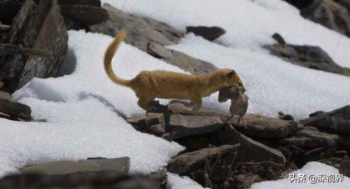黄鼠狼为什么没有人工养殖,黄鼠狼有没有人工养殖