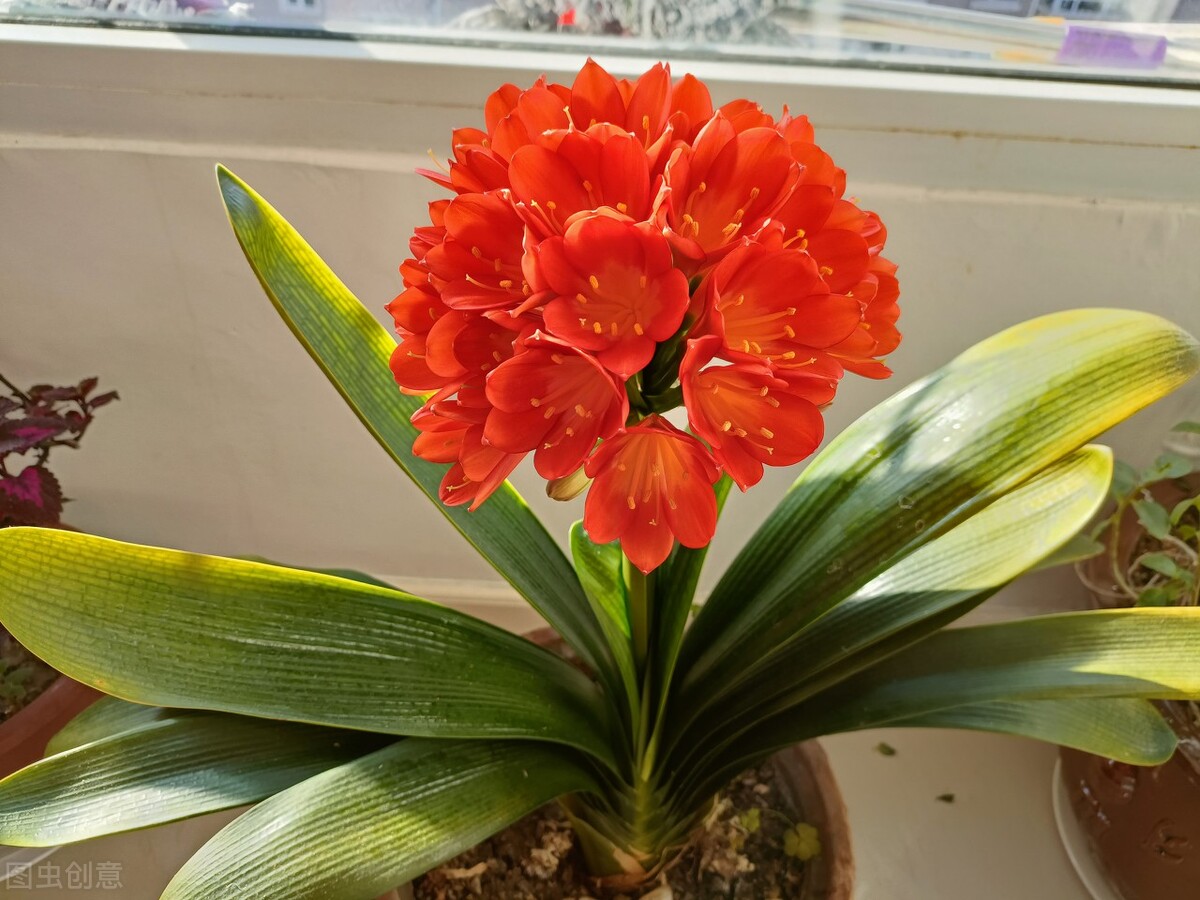 春天养花小黑飞,灭花盆黑小飞虫最简单的方法