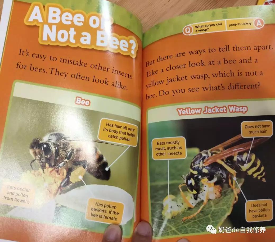 关于动物有趣的书小学生,关于动物好看的书有哪些