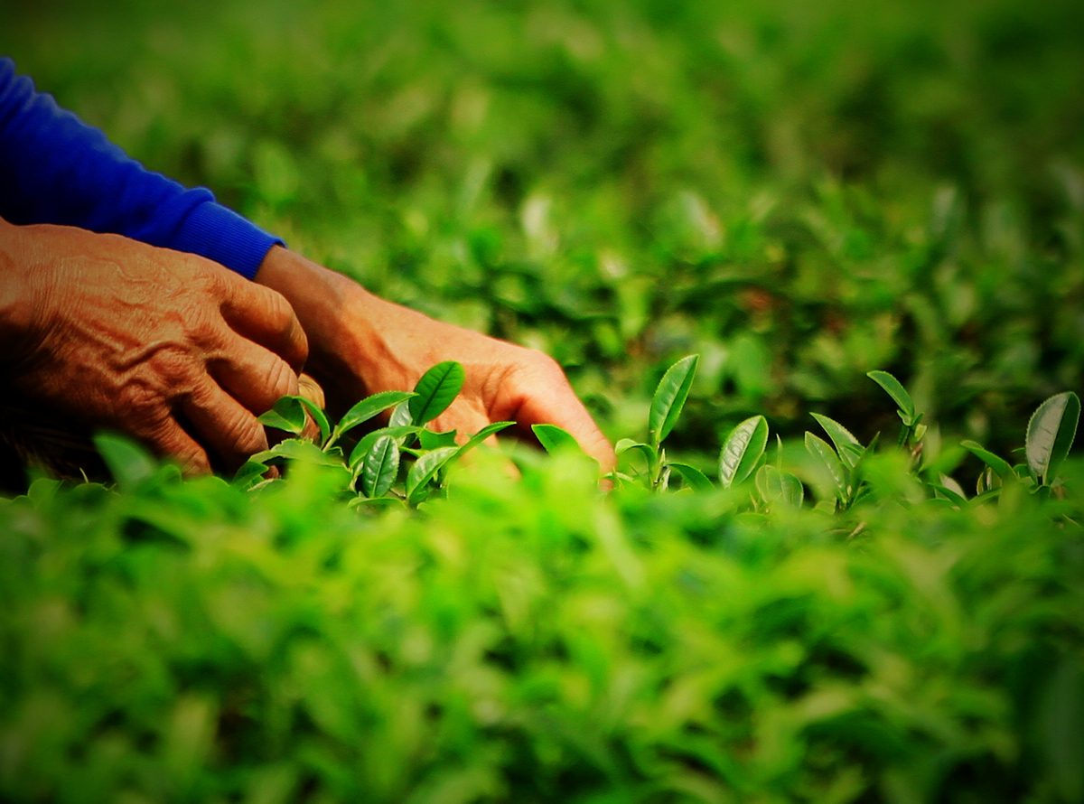 云南滇红品鉴,茗香识茶