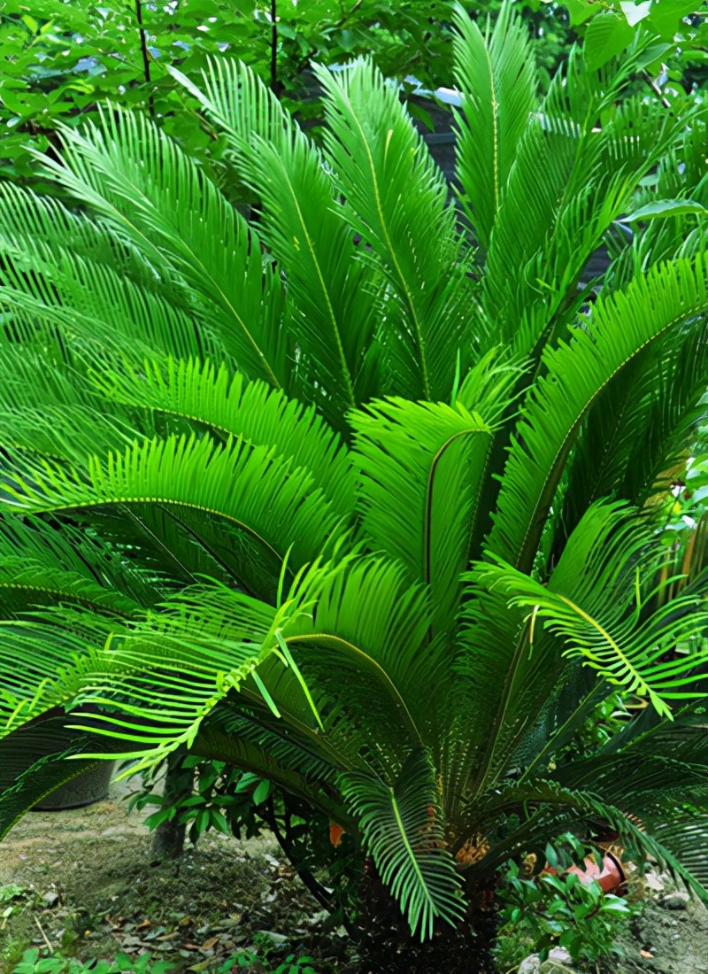 绿化带常见植物名称及图片,100种绿化带或路边常见的花草