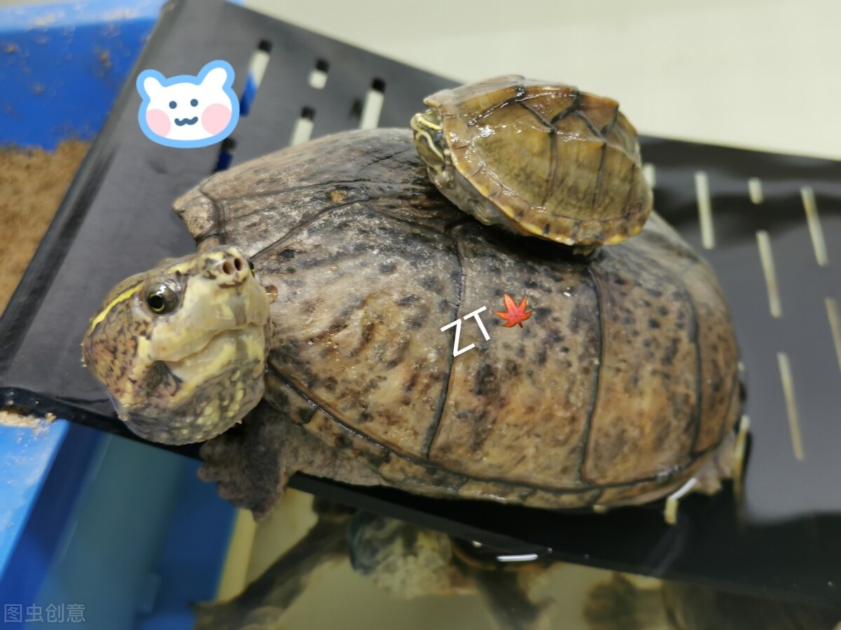 「养龟实战篇」空调房里怎么养龟，教你三招实战养龟