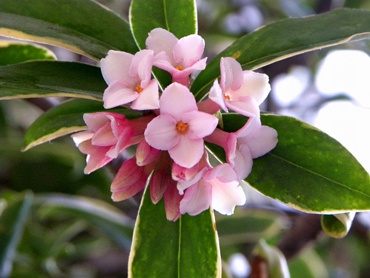 种什么盆栽好看又香,种什么盆栽开花香的