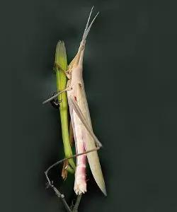 那些年我们吃过的苦,那些年我们吃过的山珍海味