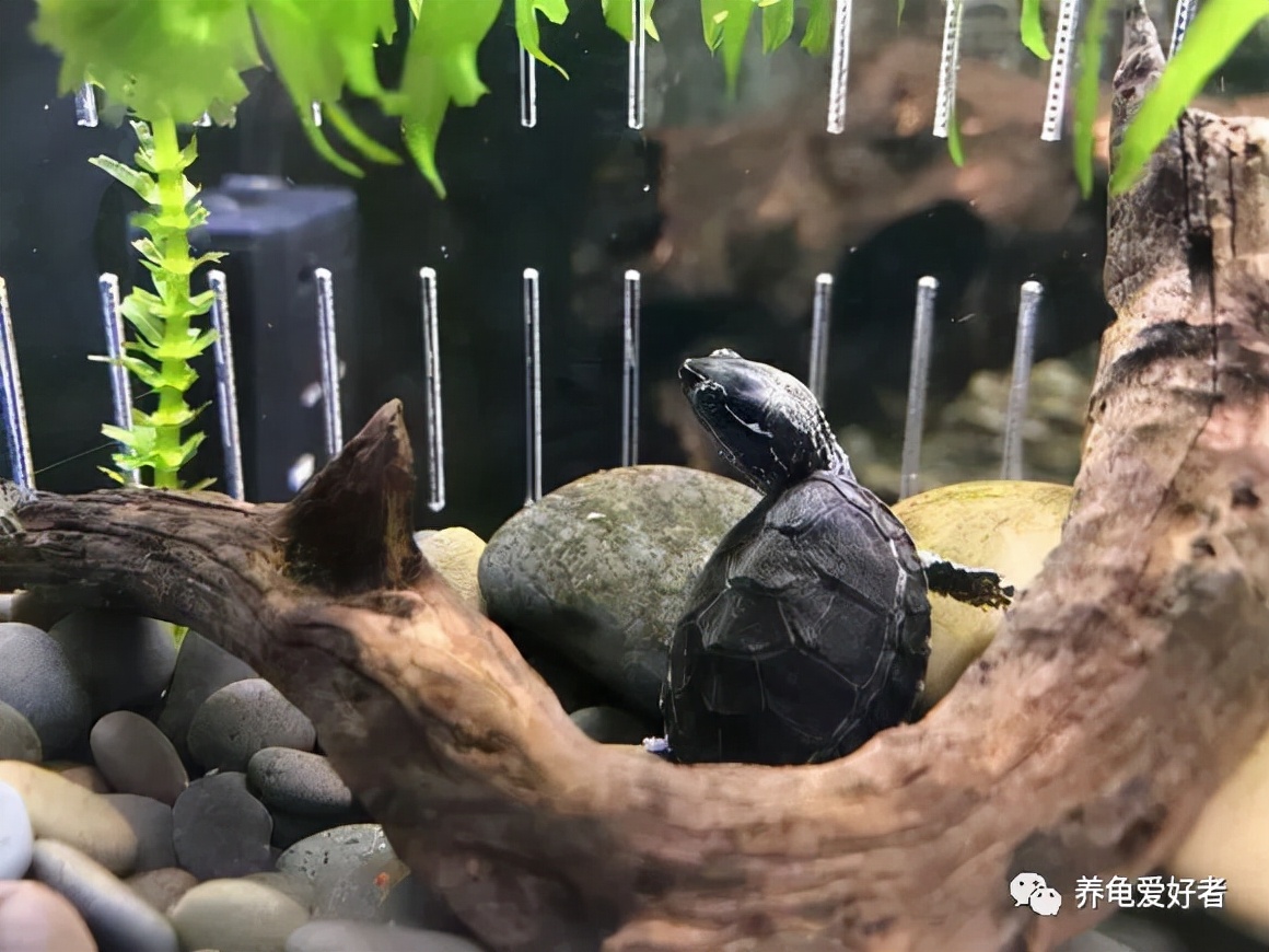 蛋龟冬眠好还是加温好,幼龟适合冬眠还是加温过冬