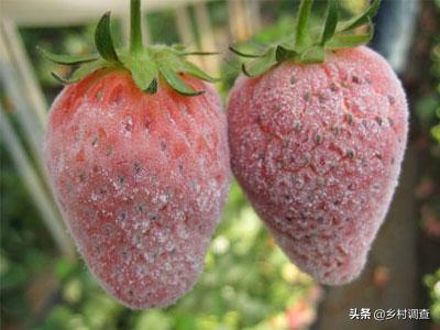种植草莓的各种病害,草莓最全的病虫害防治方案