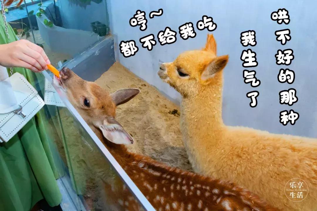 39.9元羊驼,羊驼门票抖音团购