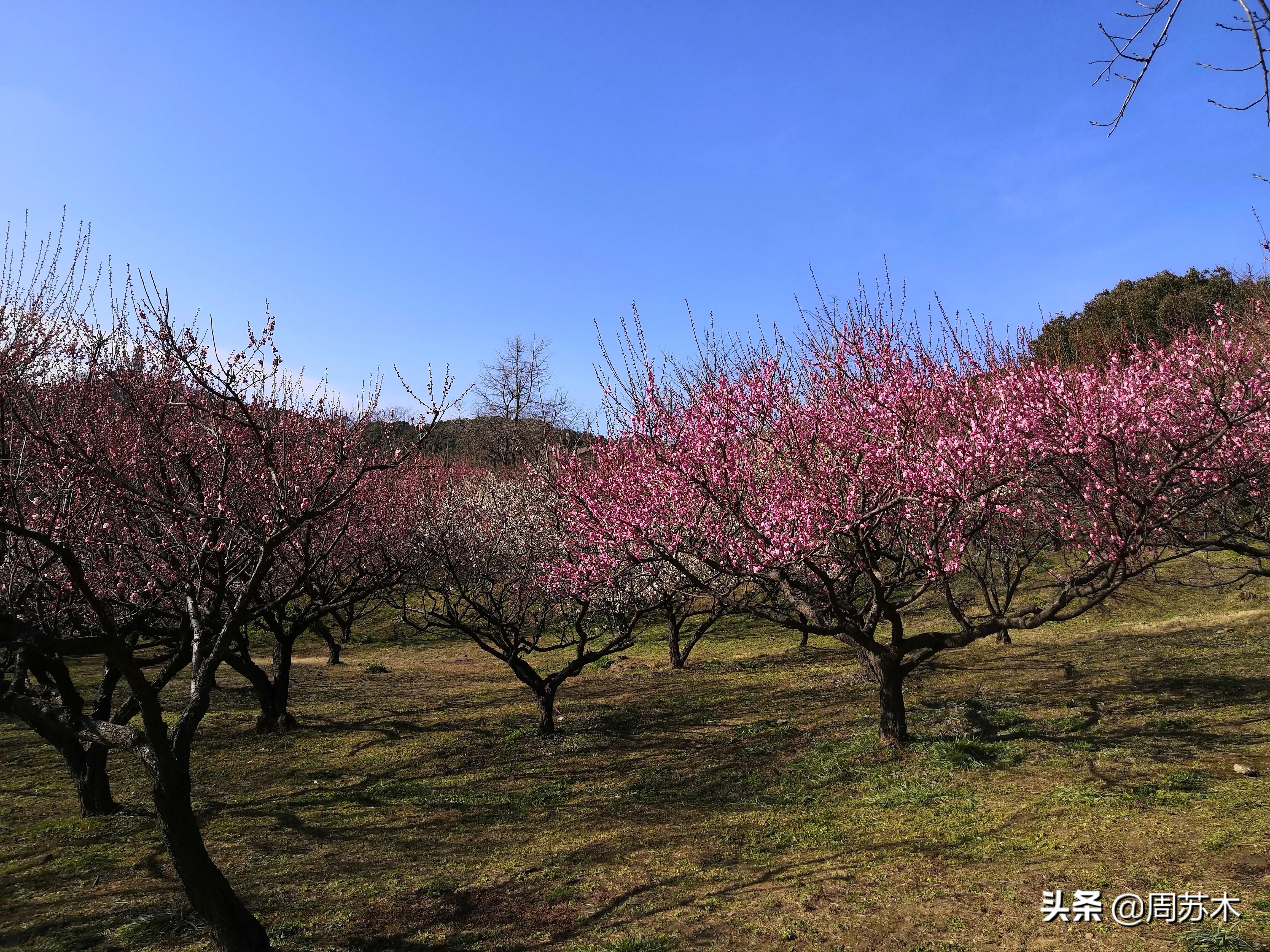 赏梅胜地图片,苏州香雪村赏梅最佳时间