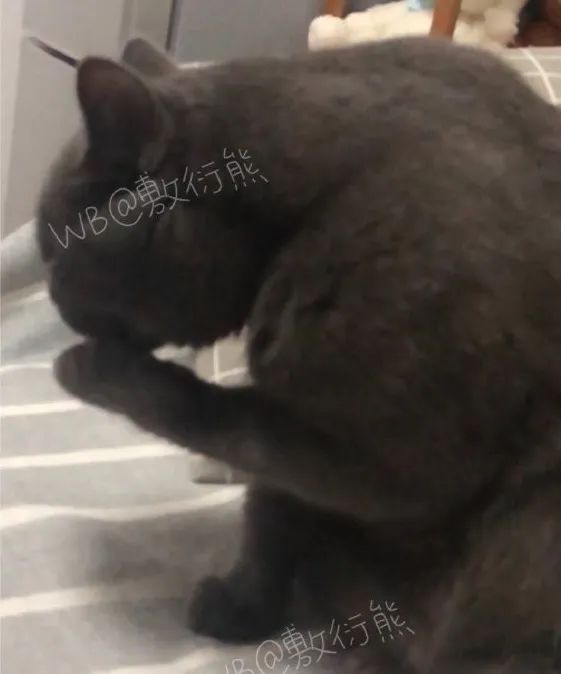 猫是只好猫,可被网友恶整后…哈哈哈没脸见人了