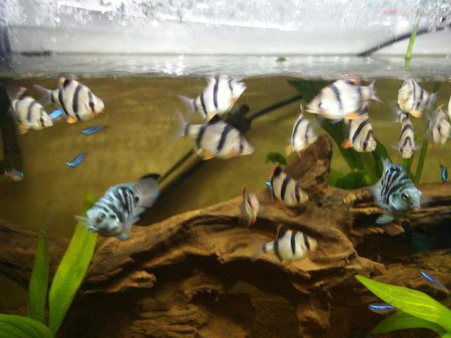 鱼缸的水面上有泡泡怎么解决,鱼缸的水面上好多小气泡