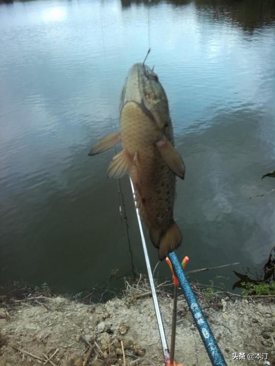 鏅編娓斿叿,鏅編楸艰偉